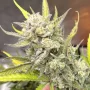 Сорт насіння канабісу Auto Gorilla Cookies Feminised Gold